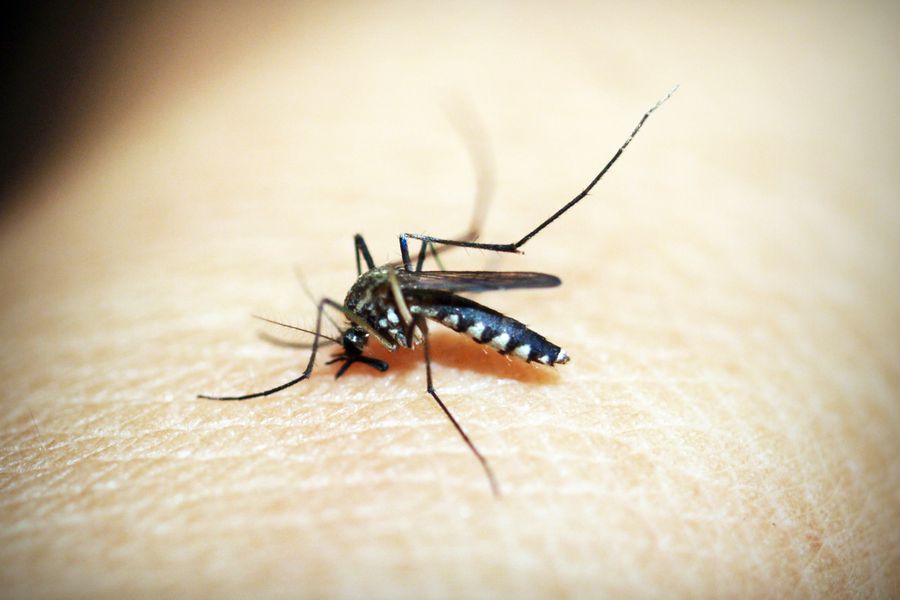 Close-up of a mosquito biting skin